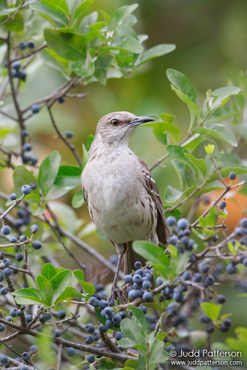 Bahama Mockingbird, Dr. Von D. Mizell-Eula Johnson State Park, Broward County, Florida, United States